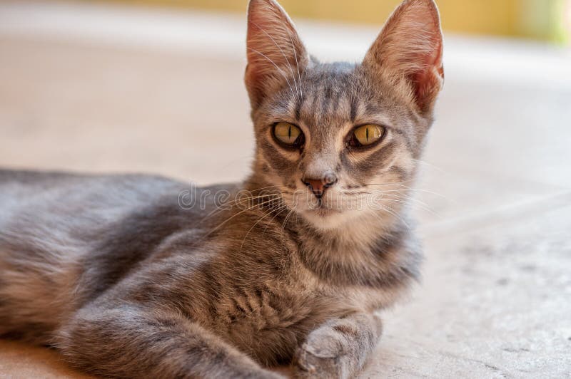 Orecchie Di Lupo Fascia - Italia - Foto 5