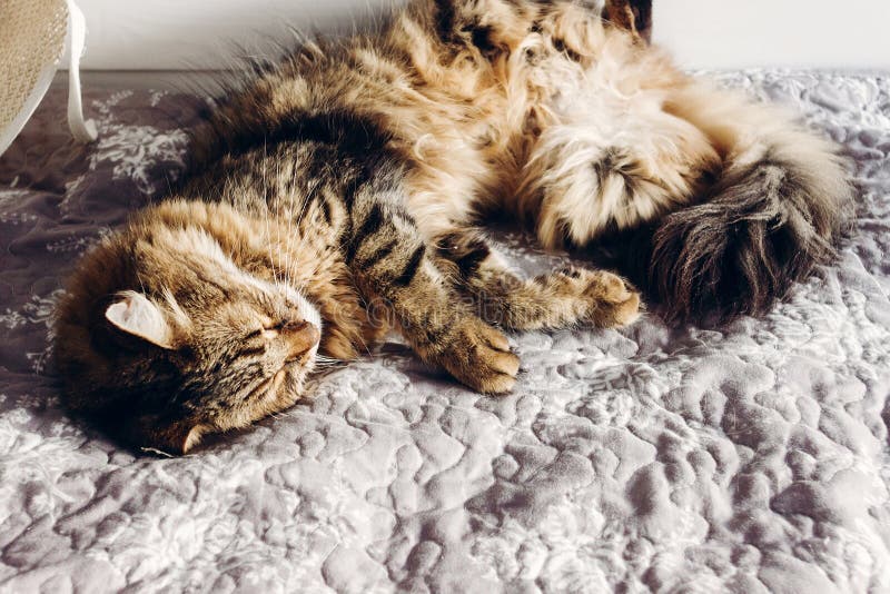 Bello gatto di procione lavatore di Maine che dorme sul letto molle nella sera soleggiata fotografie stock Bello gatto di procione lavatore di Maine che dorme sul letto molle nella sera soleggiata fotografie stock