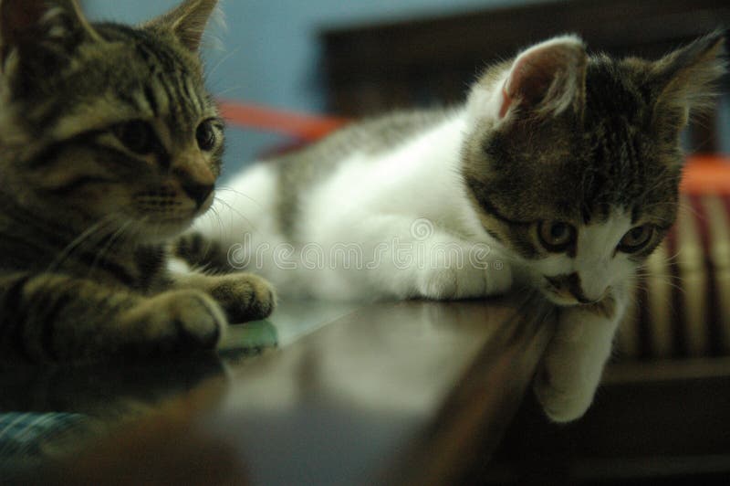 Bello gatto domestico così sveglio - animale adorabile fotografie stock Bello gatto domestico così sveglio - animale adorabile fotografie stock
