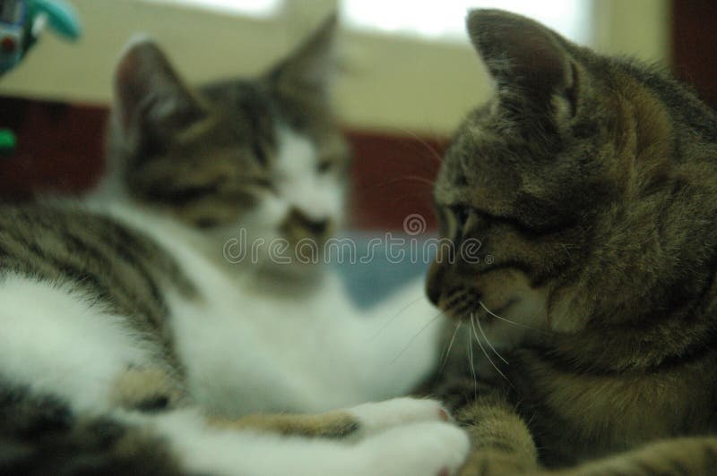Bello gatto domestico così sveglio - animale adorabile immagini stock Bello gatto domestico così sveglio - animale adorabile immagini stock