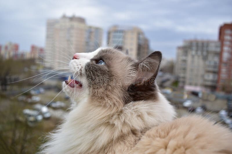 Bello gatto miagolante con i bei occhi azzurri che si siedono sul balcone immagini stock Bello gatto miagolante con i bei occhi azzurri che si siedono sul balcone immagini stock
