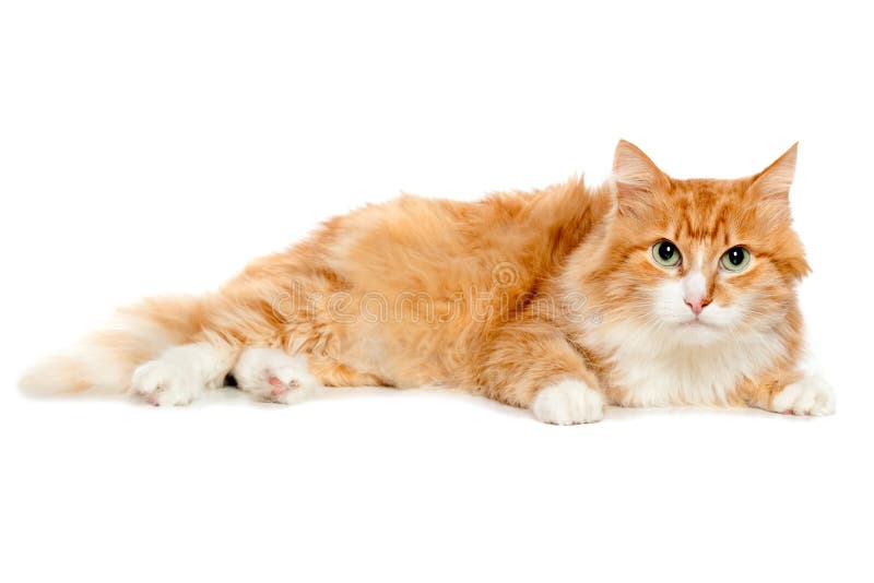 Bello gatto rosso lanuginoso. Isolato immagini stock