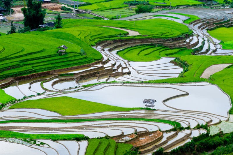 Bello giacimento a terrazze del riso in MU Cang Chai, Vietnam fotografia stock libera da diritti Bello giacimento a terrazze del riso in MU Cang Chai, Vietnam fotografia stock libera da diritti