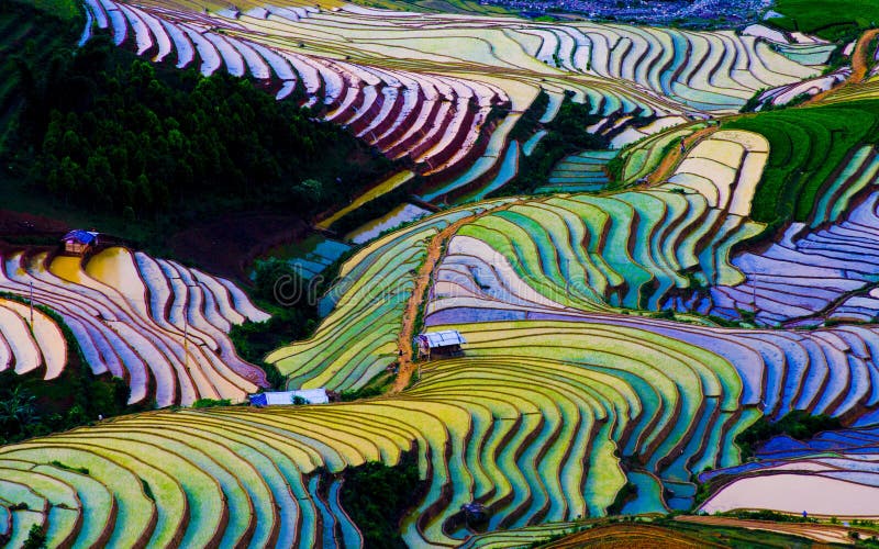 Bello giacimento a terrazze del riso in MU Cang Chai, Vietnam fotografia stock libera da diritti Bello giacimento a terrazze del riso in MU Cang Chai, Vietnam fotografia stock libera da diritti