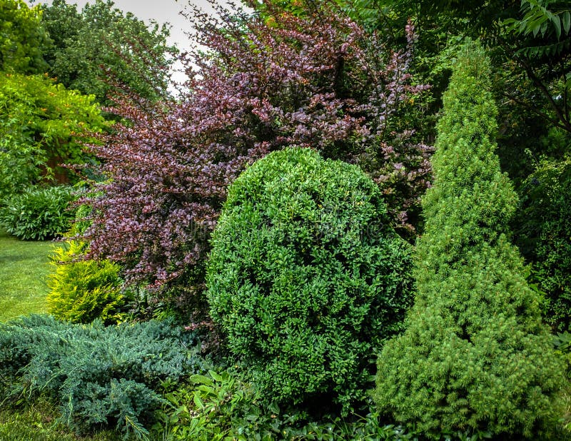 Bello giardino abbellito con i sempreverdi Esempio usando crespino porpora, picea glauca verde Conica ed il Buxus del legno di bo immagini stock libere da diritti Bello giardino abbellito con i sempreverdi Esempio usando crespino porpora, picea glauca verde Conica ed il Buxus del legno di bo immagini stock libere da diritti