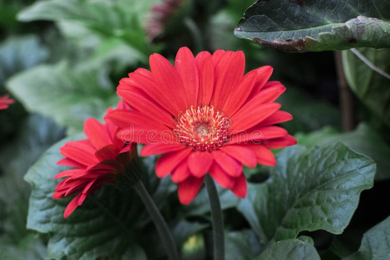 Bello girasole del fiore nella manifestazione fotografia stock Bello girasole del fiore nella manifestazione fotografia stock