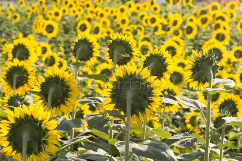 Bello girasole del paesaggio in giardino con il fondo della sfuocatura, Unione Sovietica fotografia stock libera da diritti Bello girasole del paesaggio in giardino con il fondo della sfuocatura, Unione Sovietica fotografia stock libera da diritti