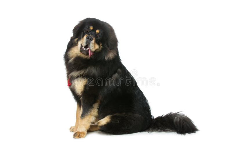 Bello grande cane del mastino tibetano