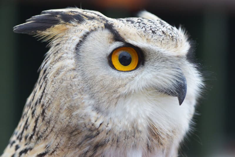 Bello gufo di aquila immagine stock