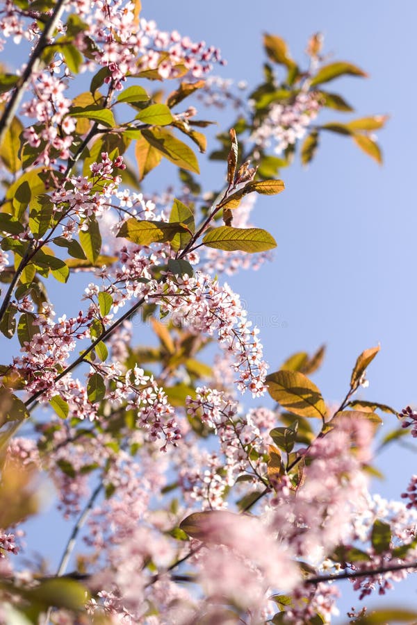 Bello impallidisca i fiori rosa di un albero sbocciante contro un cielo blu senza nuvole fotografia stock libera da diritti Bello impallidisca i fiori rosa di un albero sbocciante contro un cielo blu senza nuvole fotografia stock libera da diritti