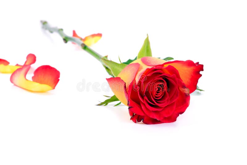 Bello indichi la rosa giallo-rossa immagine stock libera da diritti Bello indichi la rosa giallo-rossa immagine stock libera da diritti