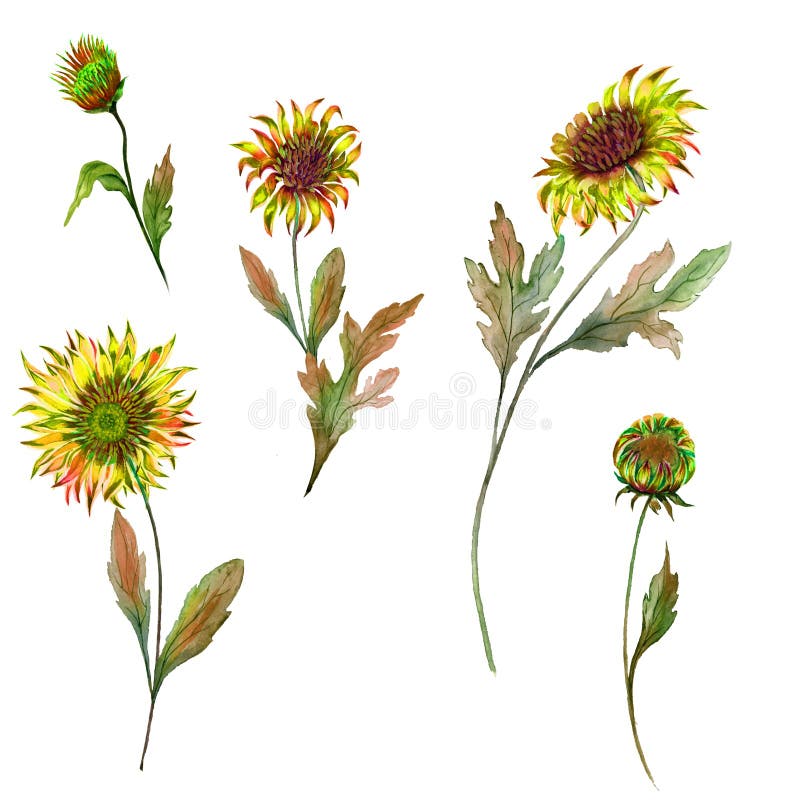 Bello insieme floreale Fiori gialli del crisantemo su un gambo con le foglie ed i germogli chiusi isolati su fondo bianco illustrazione vettoriale