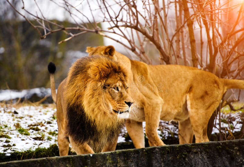 Bello leone vigoroso con la leonessa Famiglia del leone che si trova nell'erba fotografia stock libera da diritti Bello leone vigoroso con la leonessa Famiglia del leone che si trova nell'erba fotografia stock libera da diritti