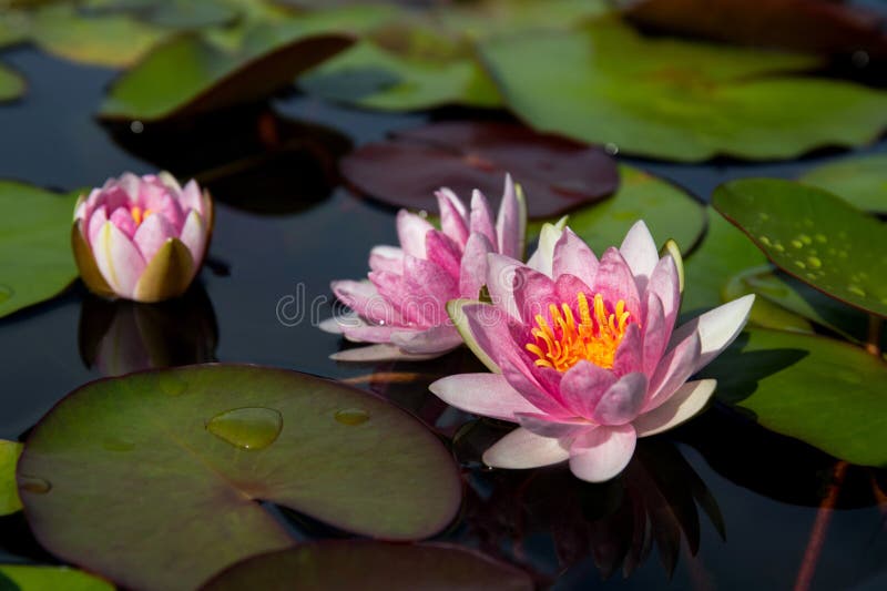 Bello Lotus rosa, pianta acquatica in uno stagno immagini stock Bello Lotus rosa, pianta acquatica in uno stagno immagini stock