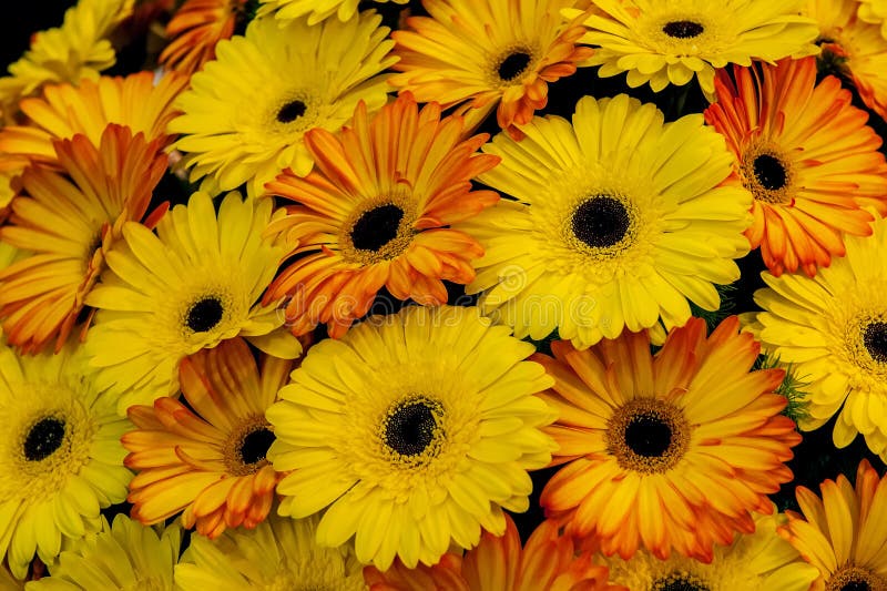 Bello mazzo del fondo giallo ed arancio delle gerbere sul mercato del fiore Fine in su fotografia stock Bello mazzo del fondo giallo ed arancio delle gerbere sul mercato del fiore Fine in su fotografia stock