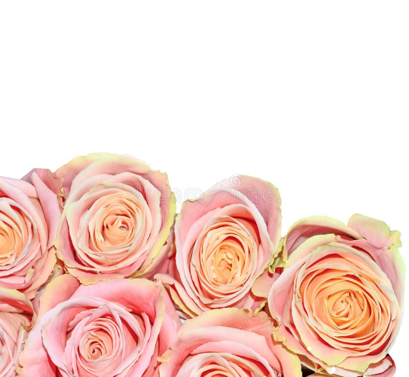 Bello mazzo delle rose rosa isolate su Flor festiva bianco- fotografia stock Bello mazzo delle rose rosa isolate su Flor festiva bianco- fotografia stock