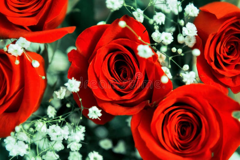 Bello mazzo festivo delle rose rosse luminose fotografie stock Bello mazzo festivo delle rose rosse luminose fotografie stock