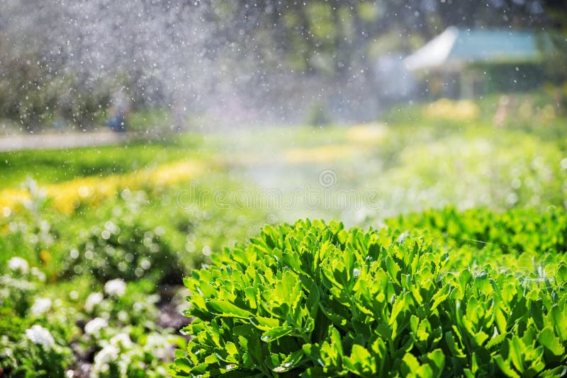 Bello paesaggio con lo spruzzatore automatico che spruzza innaffiando il prato inglese nel giardino domestico con un arcobaleno n immagine stock libera da diritti Bello paesaggio con lo spruzzatore automatico che spruzza innaffiando il prato inglese nel giardino domestico con un arcobaleno n immagine stock libera da diritti