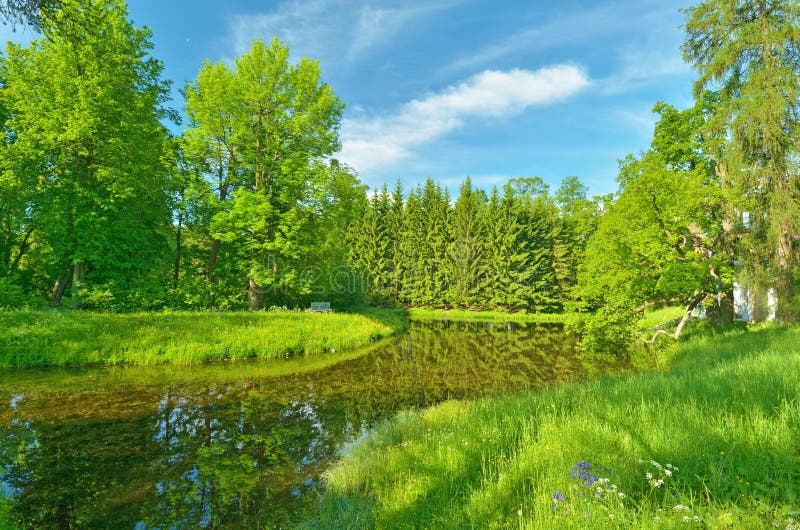 Bello paesaggio della foresta immagine stock libera da diritti Bello paesaggio della foresta immagine stock libera da diritti