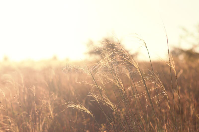 Bello paesaggio della prateria di tramonto della natura Fondo Sunny Field selvaggio fotografie stock libere da diritti Bello paesaggio della prateria di tramonto della natura Fondo Sunny Field selvaggio fotografie stock libere da diritti