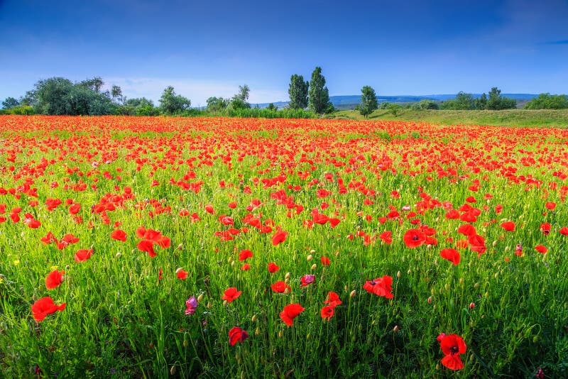 Bello paesaggio di estate con il papavero rosso archivato fotografie stock libere da diritti Bello paesaggio di estate con il papavero rosso archivato fotografie stock libere da diritti