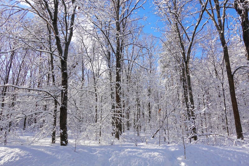 Bello paesaggio di Natale di inverno Alberi congelati in cielo blu del gelo bianco chiaro immagine stock Bello paesaggio di Natale di inverno Alberi congelati in cielo blu del gelo bianco chiaro immagine stock