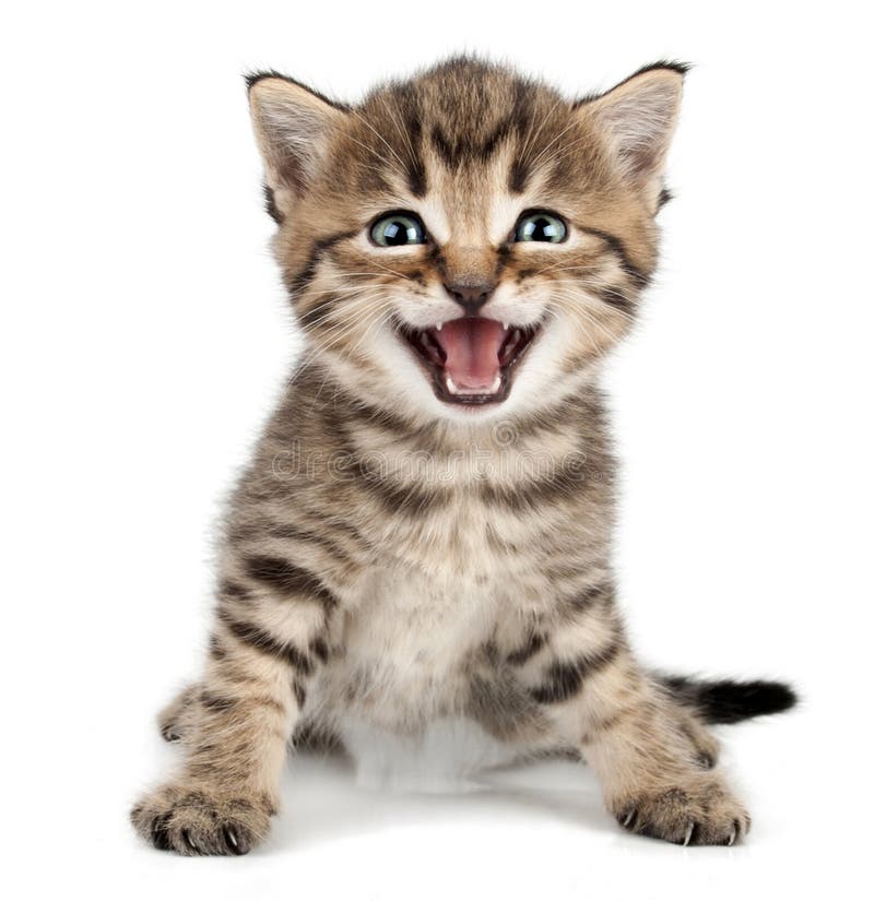 Bello piccolo gattino sveglio che miagola e che sorride fotografie stock libere da diritti