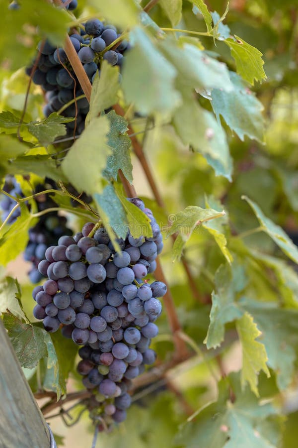 Bello primo piano dell'uva nera immagini stock libere da diritti Bello primo piano dell'uva nera immagini stock libere da diritti