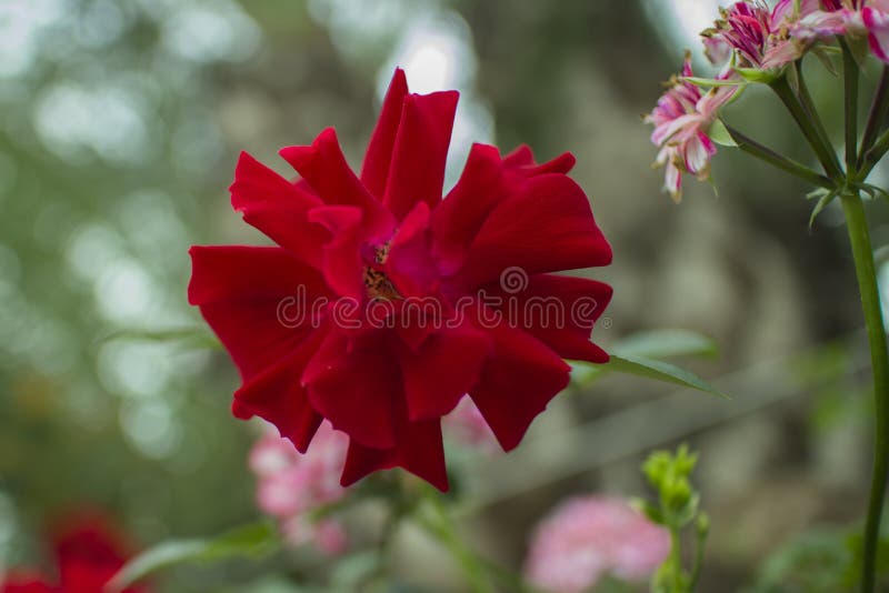 Bello primo piano rosso tropicale del fiore con Bokeh fotografia stock Bello primo piano rosso tropicale del fiore con Bokeh fotografia stock