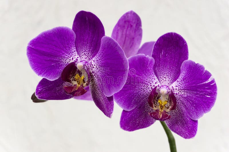 Bello primo piano stesso del fiore porpora dell'orchidea di phalaenopsis, phalaenopsis conosciuta come l'orchidea di lepidottero immagine stock libera da diritti Bello primo piano stesso del fiore porpora dell'orchidea di phalaenopsis, phalaenopsis conosciuta come l'orchidea di lepidottero immagine stock libera da diritti