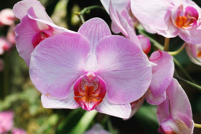 Bello ramo dell'orchidea su fondo vago estratto immagine stock Bello ramo dell'orchidea su fondo vago estratto immagine stock