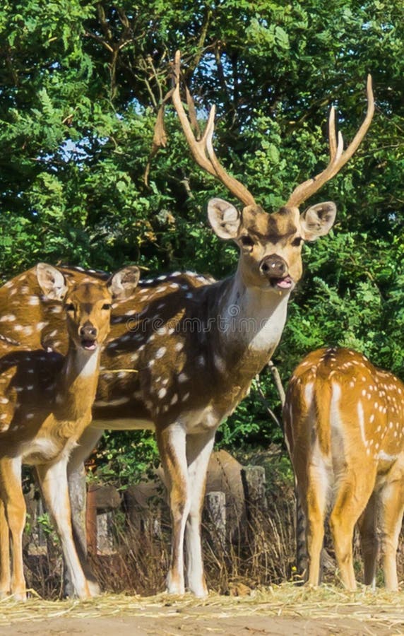 Bello ritratto animale dei cervi e di una daina nella fine su fotografia stock Bello ritratto animale dei cervi e di una daina nella fine su fotografia stock
