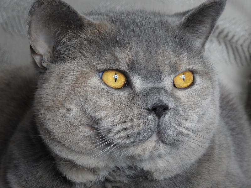 Bello ritratto degli occhi del gatto di razza