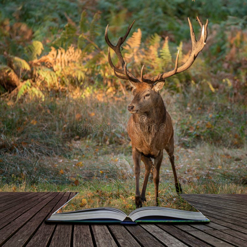 Bello ritratto del cervus elaphus del maschio dei cervi nobili nel paesaggio variopinto del terreno boscoso di Autumn Fall che es immagine stock libera da diritti Bello ritratto del cervus elaphus del maschio dei cervi nobili nel paesaggio variopinto del terreno boscoso di Autumn Fall che es immagine stock libera da diritti