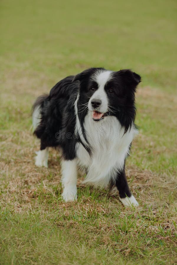 Bello ritratto della molla di border collie in bianco e nero adorabile nel parco sbocciante fotografie stock libere da diritti Bello ritratto della molla di border collie in bianco e nero adorabile nel parco sbocciante fotografie stock libere da diritti