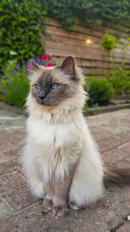 Bello ritratto osservato blu del gatto di Ragdoll all'aperto fotografie stock Bello ritratto osservato blu del gatto di Ragdoll all'aperto fotografie stock