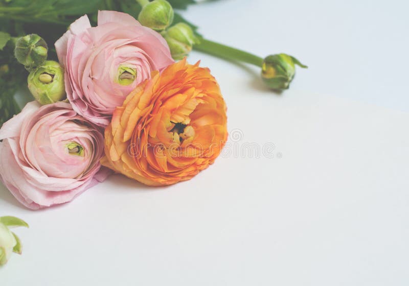 Bello rosa e fiori arancio del ranunculus su fondo bianco Disposizione piana, vista superiore fotografie stock libere da diritti Bello rosa e fiori arancio del ranunculus su fondo bianco Disposizione piana, vista superiore fotografie stock libere da diritti