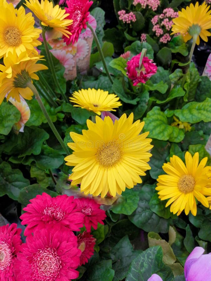 Bello rosa giallo del gerber del fiore della stanza parecchi fiori fotografia stock Bello rosa giallo del gerber del fiore della stanza parecchi fiori fotografia stock