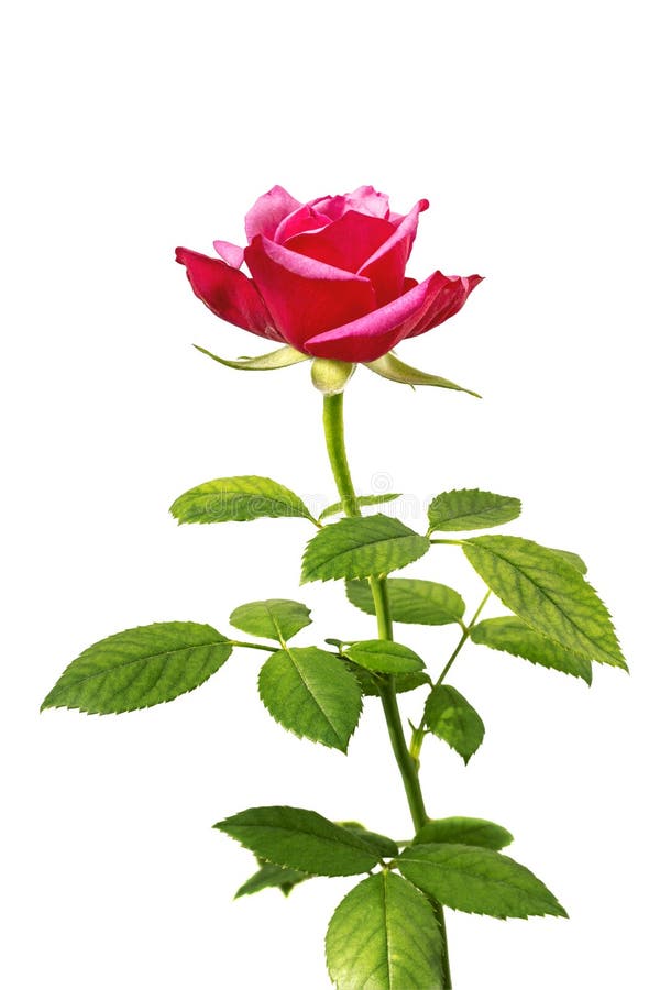 Bello rosso tenero romantico, rosa di rosa, singolo fiore con la foglia isolata su bianco fotografia stock libera da diritti Bello rosso tenero romantico, rosa di rosa, singolo fiore con la foglia isolata su bianco fotografia stock libera da diritti