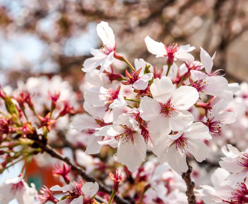 Bello Sakura a Kyoto fotografie stock