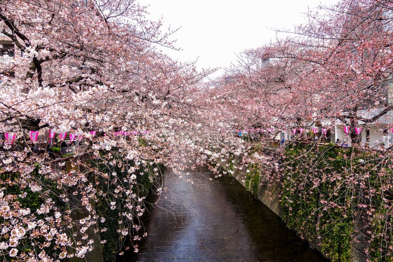 Bello Sakura a Nakameguro, Tokyo immagini stock libere da diritti