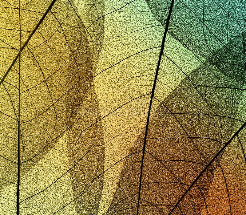 Bello sfondo naturale degli scheletri della foglia su trasparente di fotografie stock Bello sfondo naturale degli scheletri della foglia su trasparente di fotografie stock