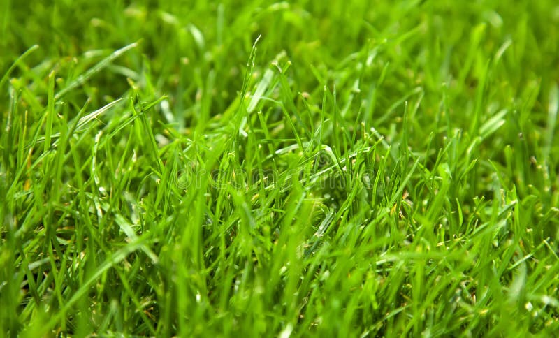 Bello sfondo verde fresco in primavera fotografia stock libera da diritti Bello sfondo verde fresco in primavera fotografia stock libera da diritti