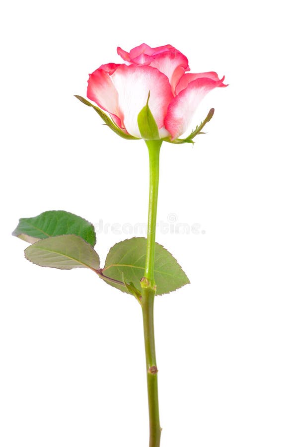 Bello singolo bianco-rosa è aumentato immagini stock