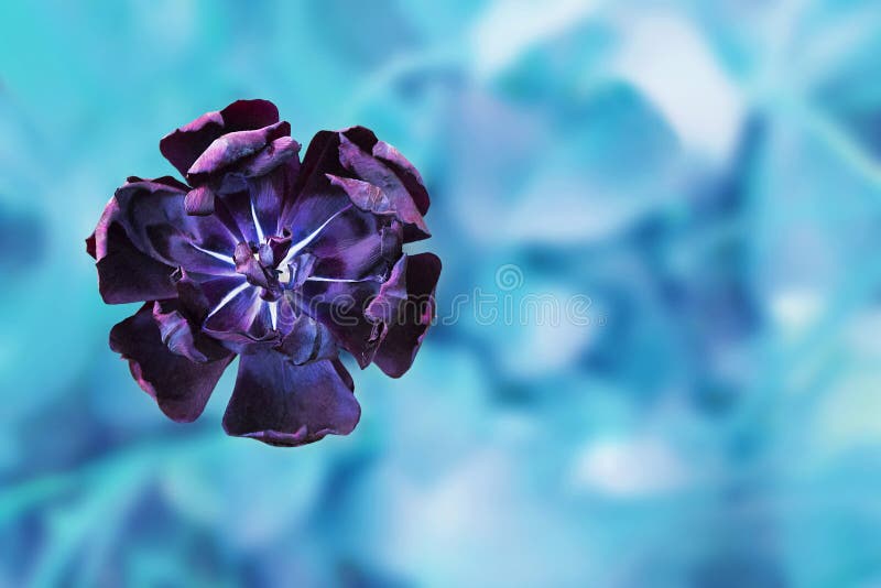 Bello singolo capolino del tulipano nero sul fondo blu luminoso del turchese immagini stock libere da diritti Bello singolo capolino del tulipano nero sul fondo blu luminoso del turchese immagini stock libere da diritti