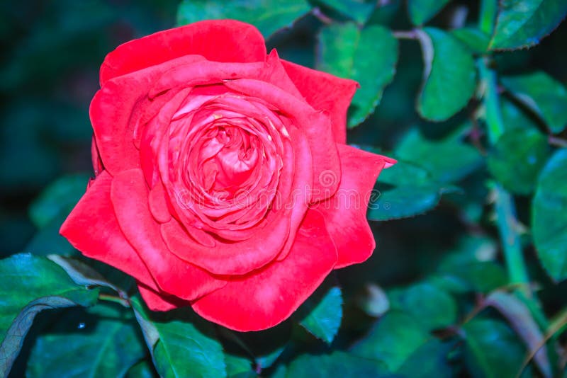 Bello singolo fiore della rosa rossa sul ramo verde nel giardino immagini stock Bello singolo fiore della rosa rossa sul ramo verde nel giardino immagini stock