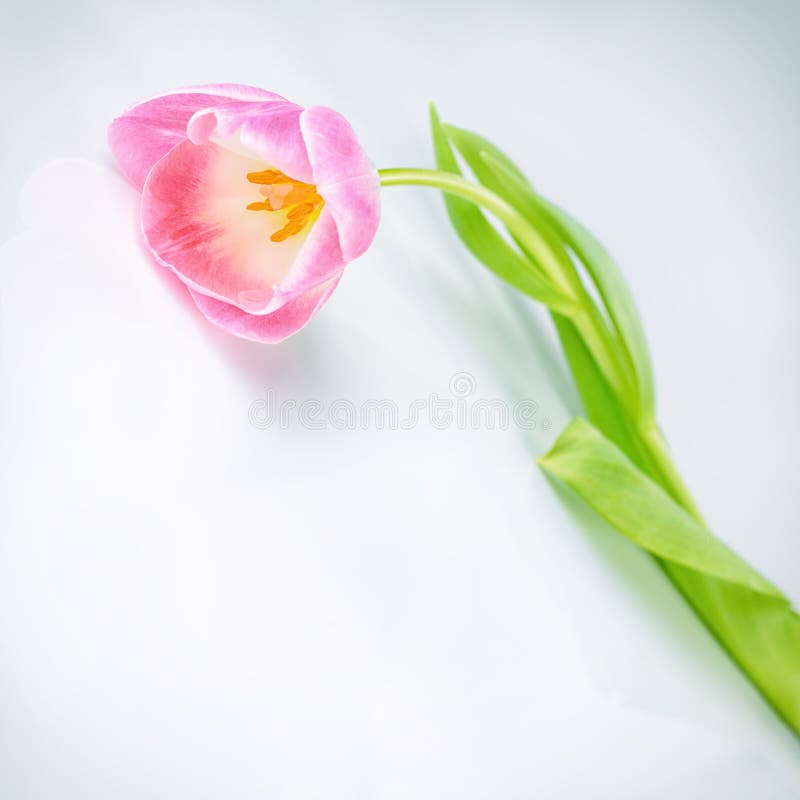 Bello singolo fiore rosa del tulipano immagini stock