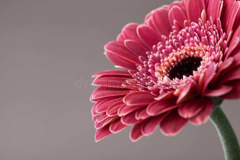 Bello singolo primo piano del fiore della margherita della gerbera Cartolina d'auguri per il giorno di compleanno, della madre o fotografia stock libera da diritti