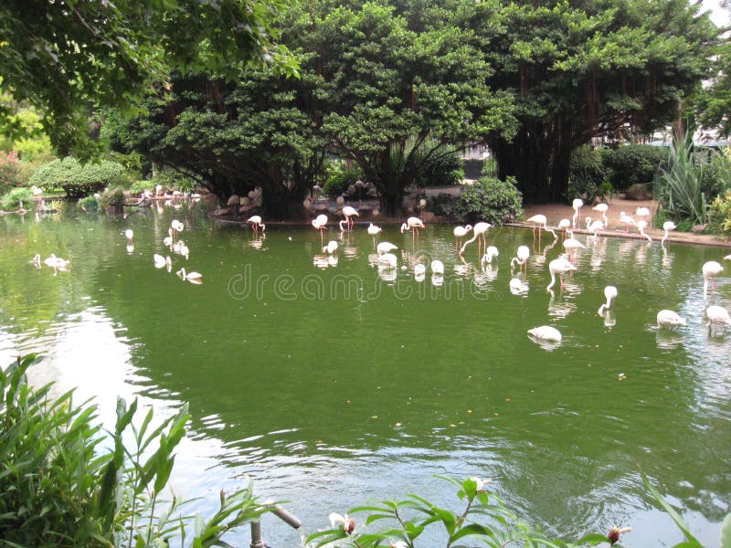 Bello stagno con i fenicotteri nel parco di Kowloon, Hong Kong fotografia stock libera da diritti Bello stagno con i fenicotteri nel parco di Kowloon, Hong Kong fotografia stock libera da diritti
