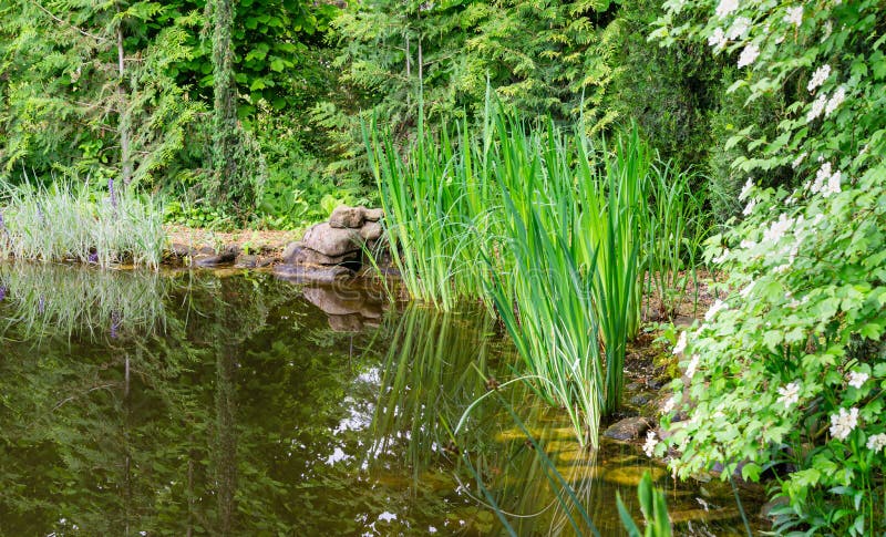Bello stagno da giardino con una fontana di terra e di terra sullo sfondo di evergreens e fiori bianchi in fiore fotografie stock libere da diritti Bello stagno da giardino con una fontana di terra e di terra sullo sfondo di evergreens e fiori bianchi in fiore fotografie stock libere da diritti